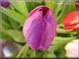 tulip flower picture