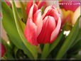 tulip flower picture