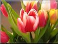 tulip flower picture