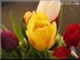 tulip flower picture