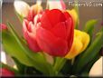 tulip flower picture