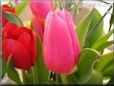 tulip flower picture