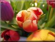 tulip flower picture