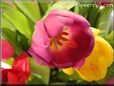 tulip flower picture