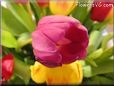 tulip flower picture