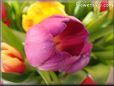 tulip flower picture