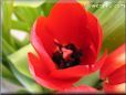 tulip flower picture