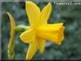 daffodil flower picture