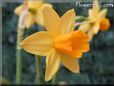  flower picture