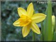 daffodil flower picture