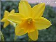 daffodil flower picture