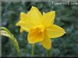 daffodil flower picture