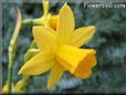 daffodil flower picture