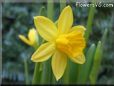 daffodil flower picture