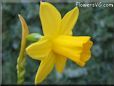 daffodil flower picture