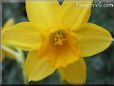 daffodil flower picture