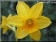 daffodil flower picture