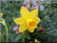 daffodil flower picture