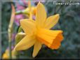  flower picture