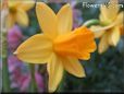  flower picture