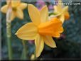  flower picture