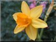  flower picture