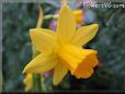 daffodil flower picture