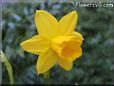 daffodil flower picture