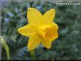 daffodil flower picture