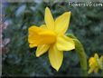 daffodil flower picture