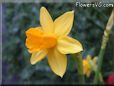  flower picture
