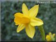 daffodil flower picture
