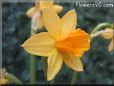  flower picture