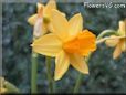  flower picture