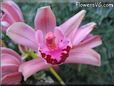  flower picture