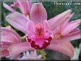  flower picture