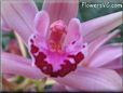  flower picture