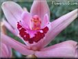  flower picture