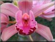  flower picture