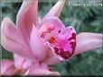  flower picture