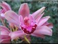  flower picture
