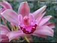  flower picture