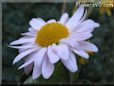 white daisy flower picture