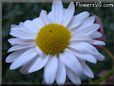 white daisy flower picture