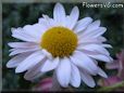 white daisy flower picture