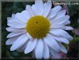 white daisy flower picture