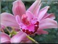  flower picture