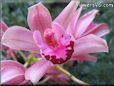  flower picture