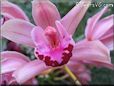  flower picture