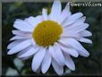 white daisy flower picture